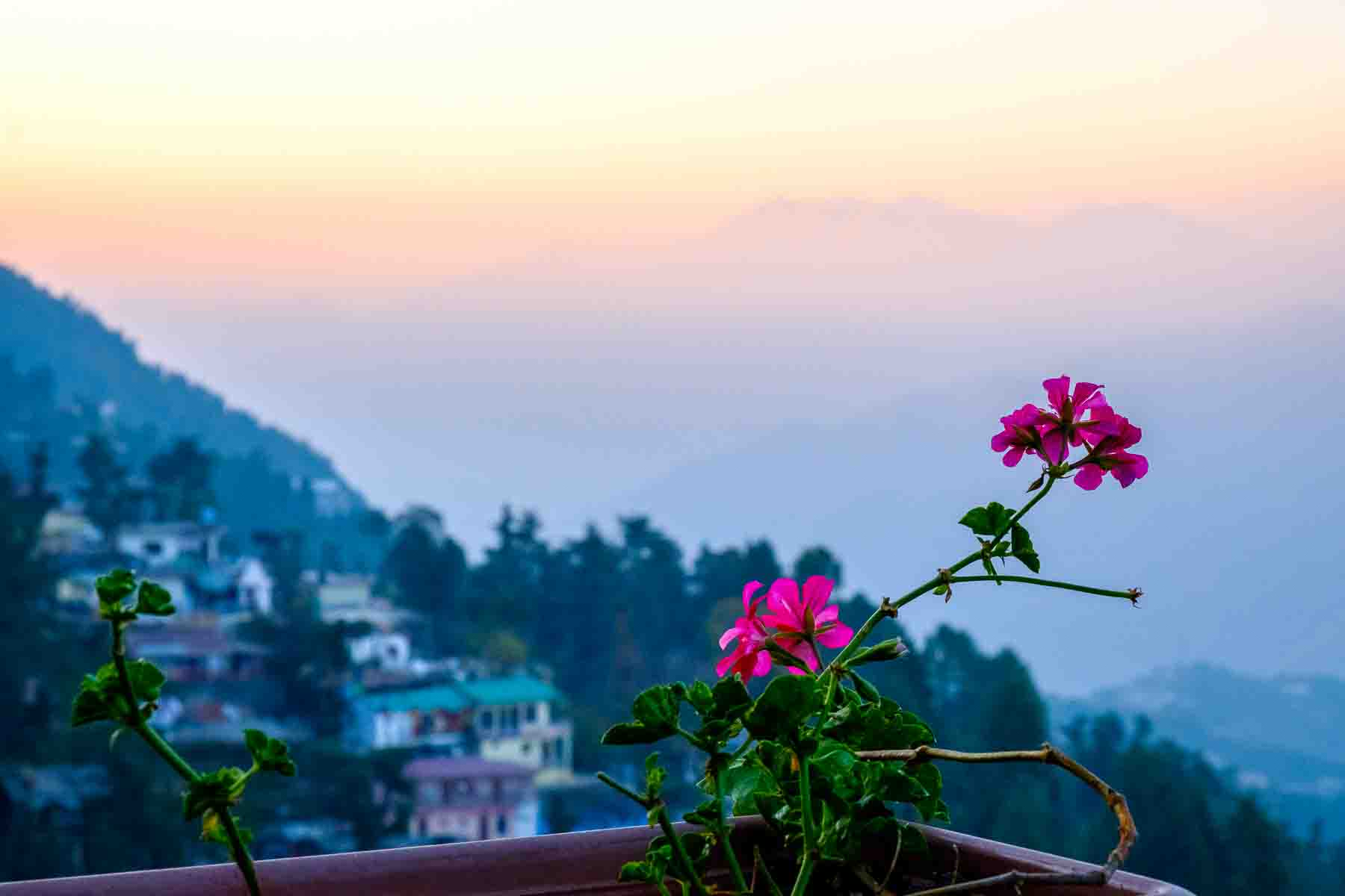 Pink blossom hanging over a hazy Himalayan valley