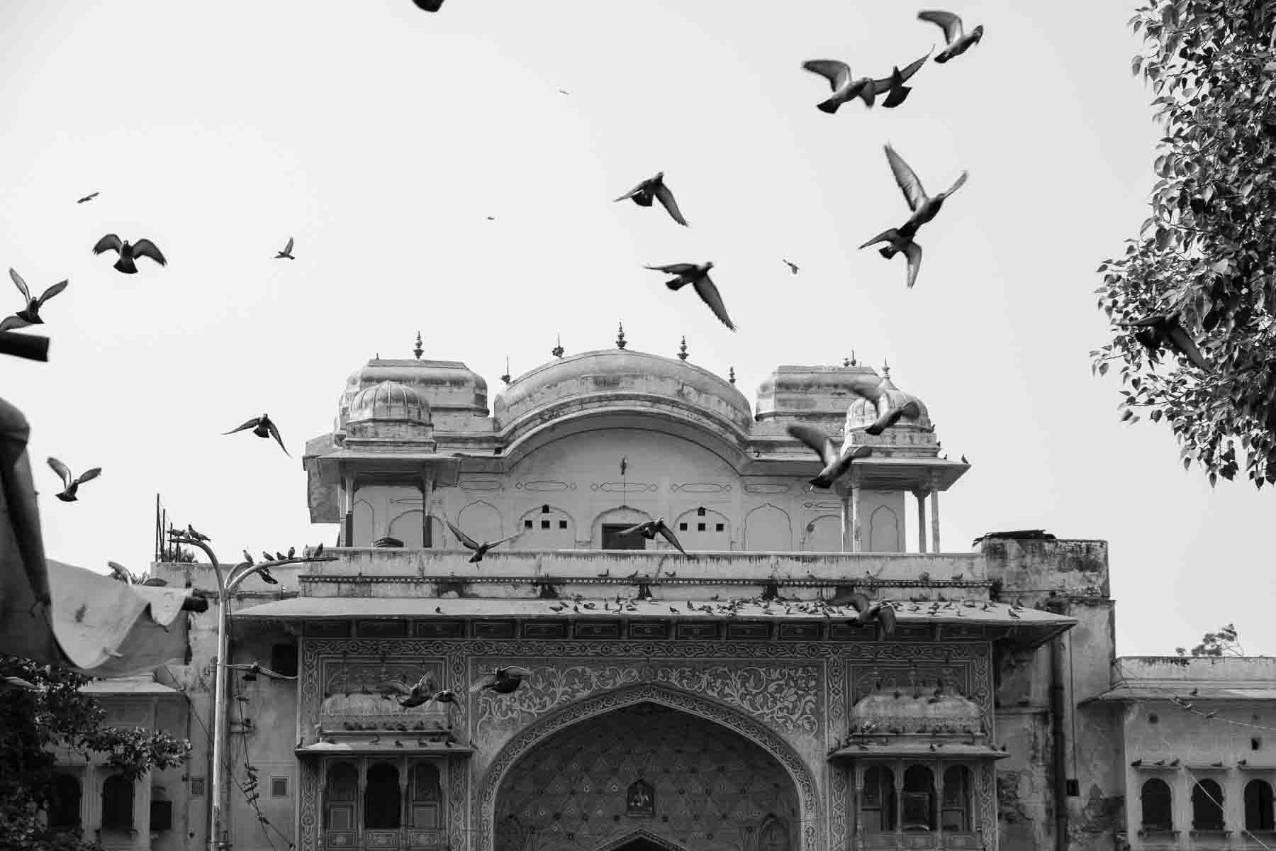 Pigeons wheeling around a temple gateway, in black and white